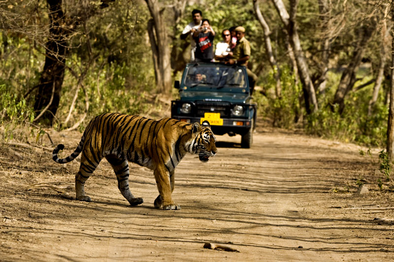 Saalvan spa and resort Corbett National Park